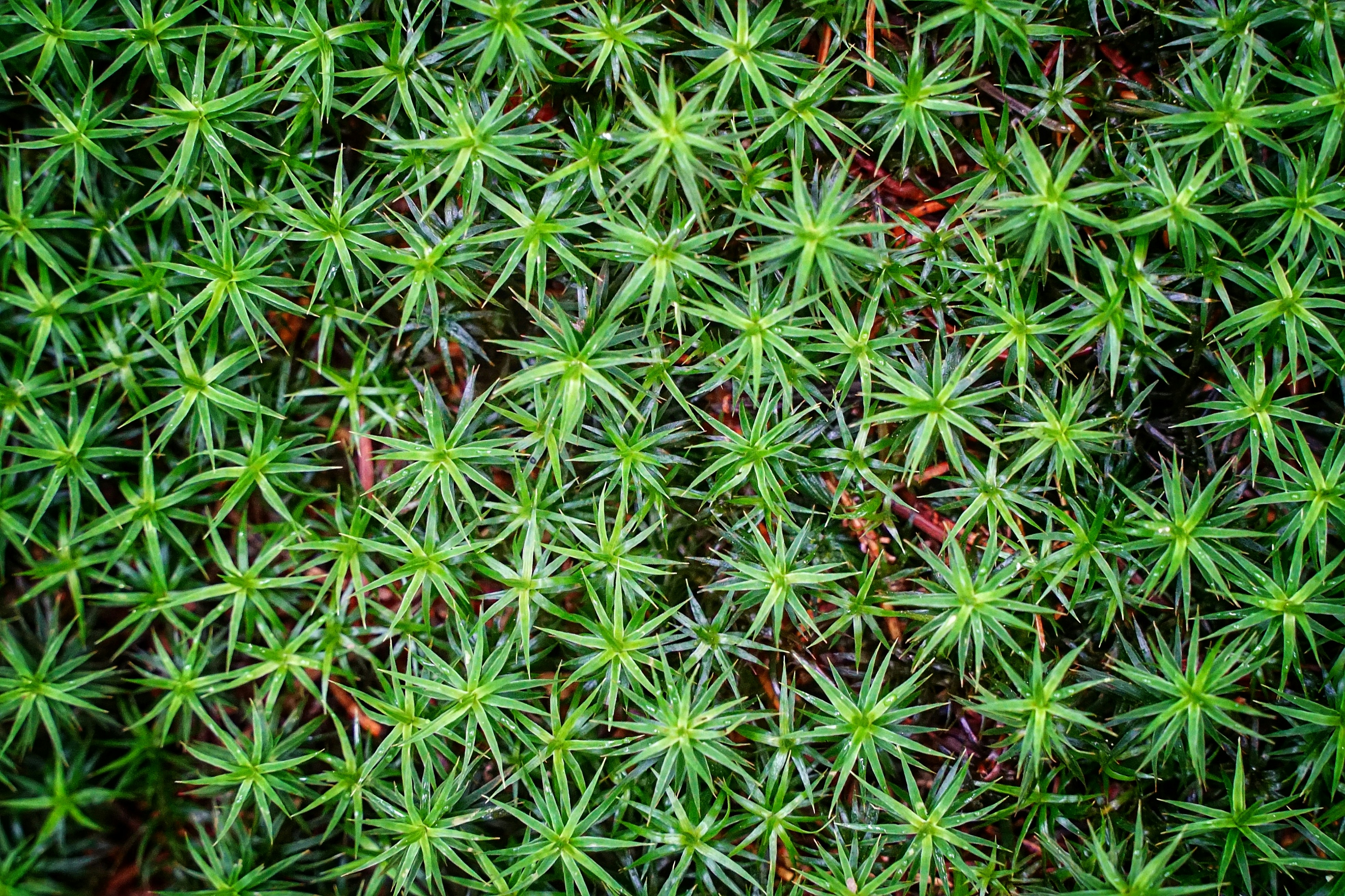 green grass field during daytime