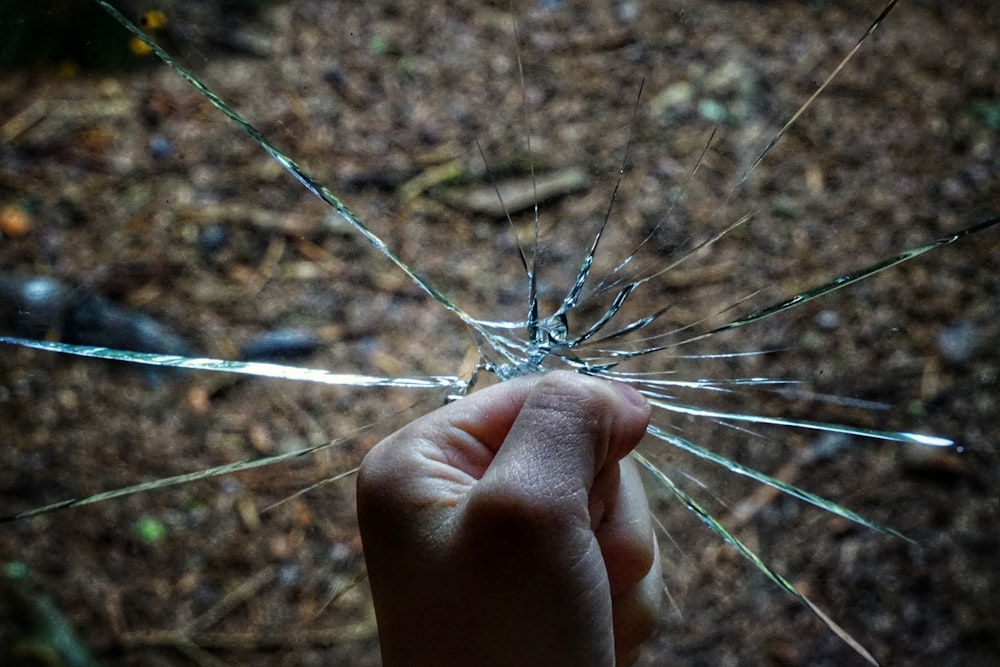 person holding white dandelion flower