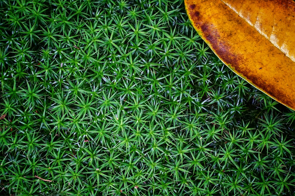 緑の芝生に黄色と茶色の丸いテキスタイル