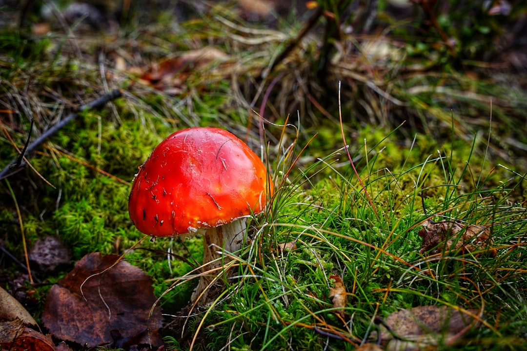 red and white mushroom on green grass