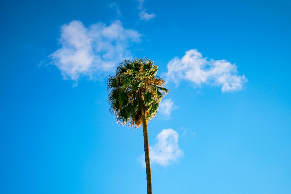 green tree under blue sky during daytime