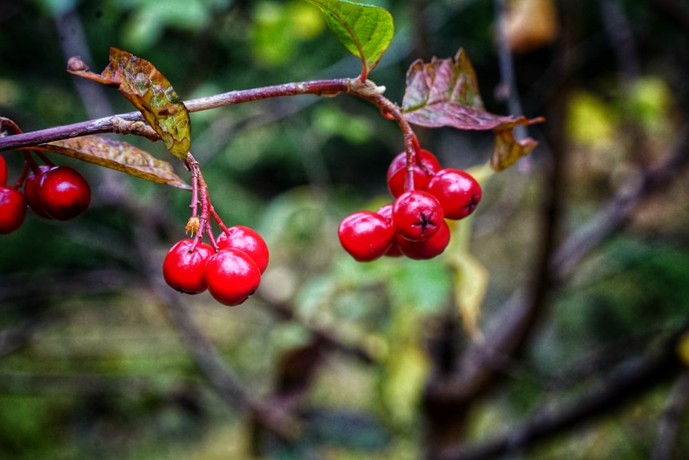 red round fruits on tree branch