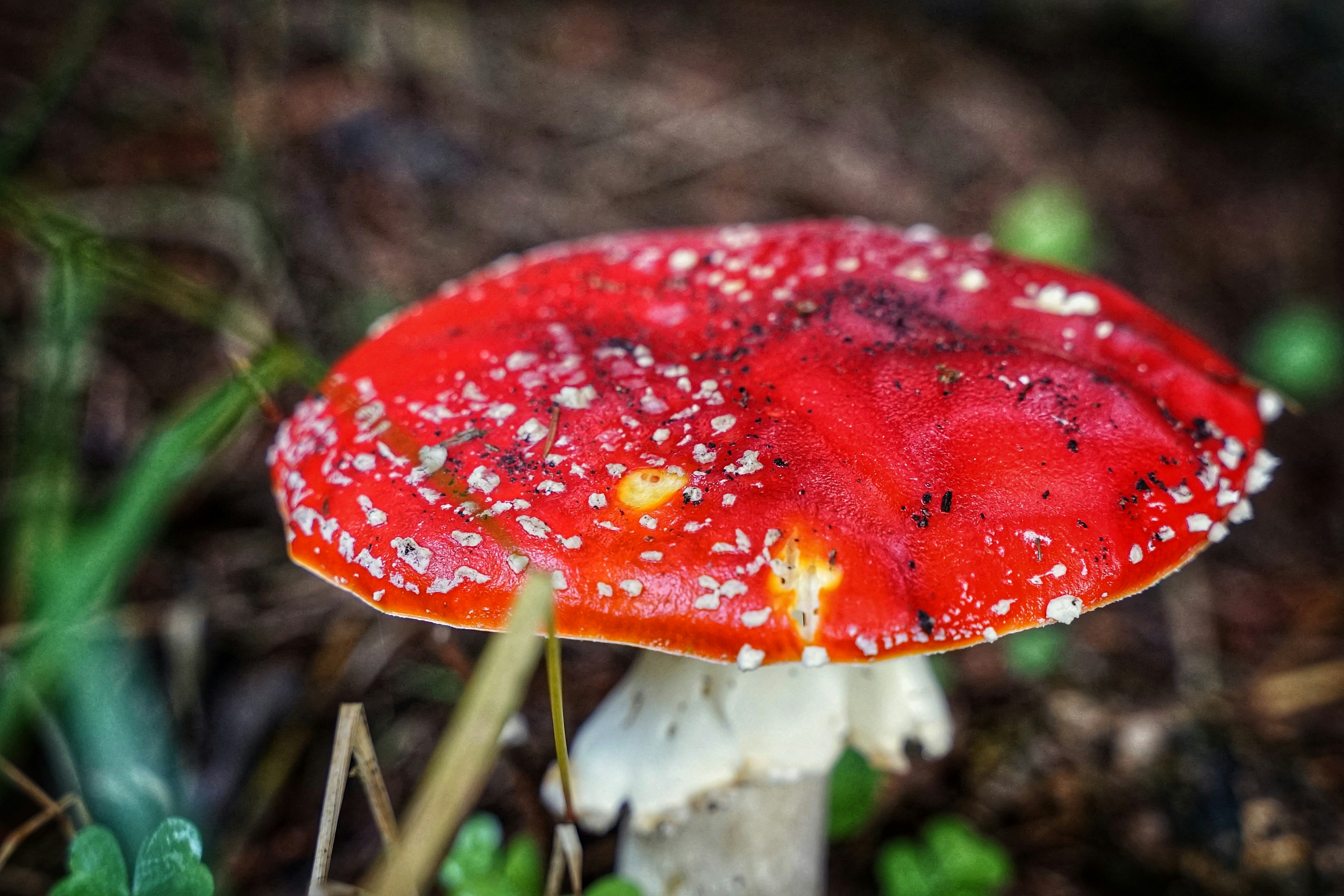 red and white mushroom in close up photography