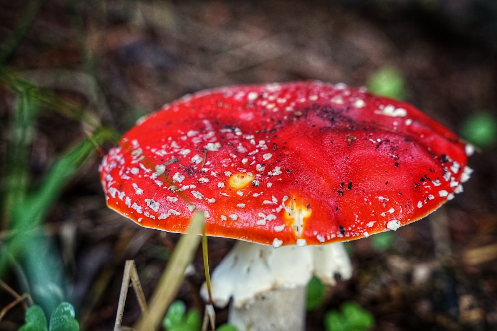 red and white mushroom in close up photography