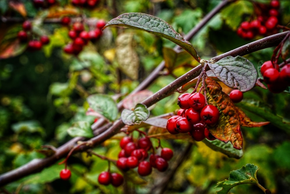 frutos redondos vermelhos na árvore durante o dia