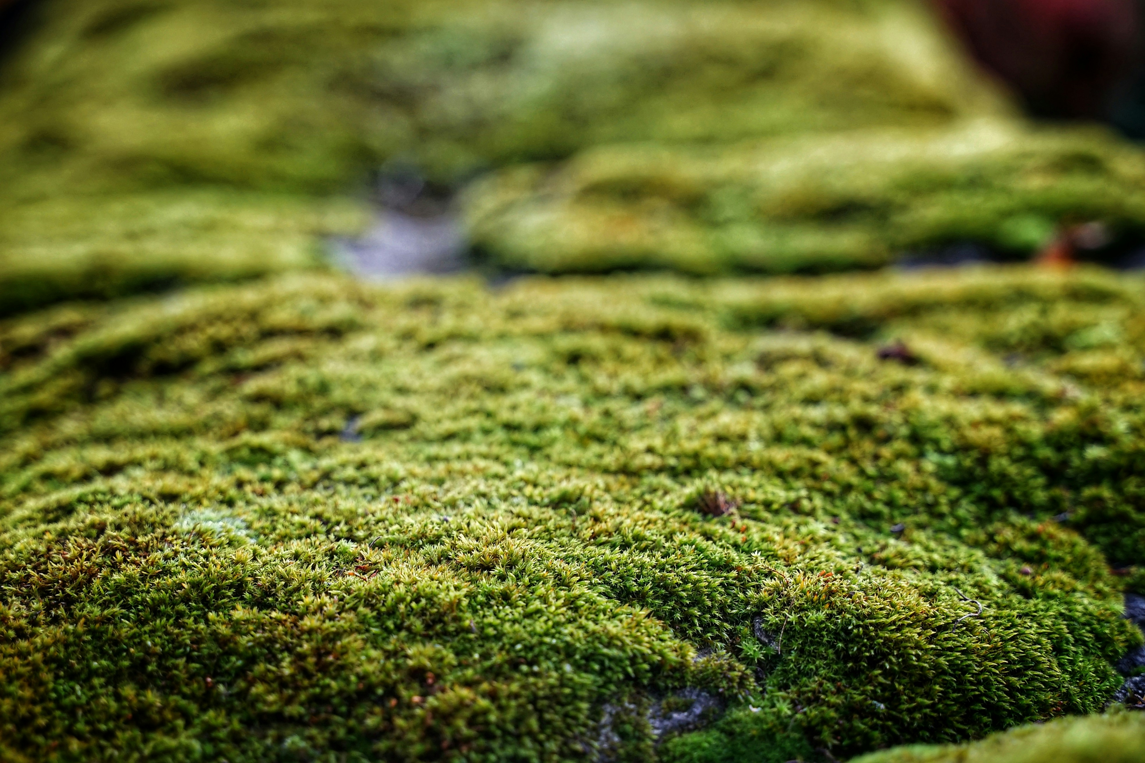 green moss on brown soil