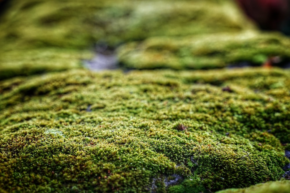 mousse verte sur sol brun