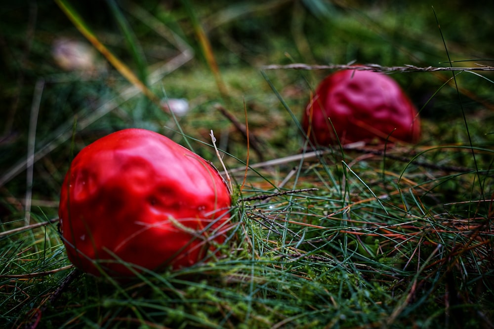 rote Tomate auf grünem Gras