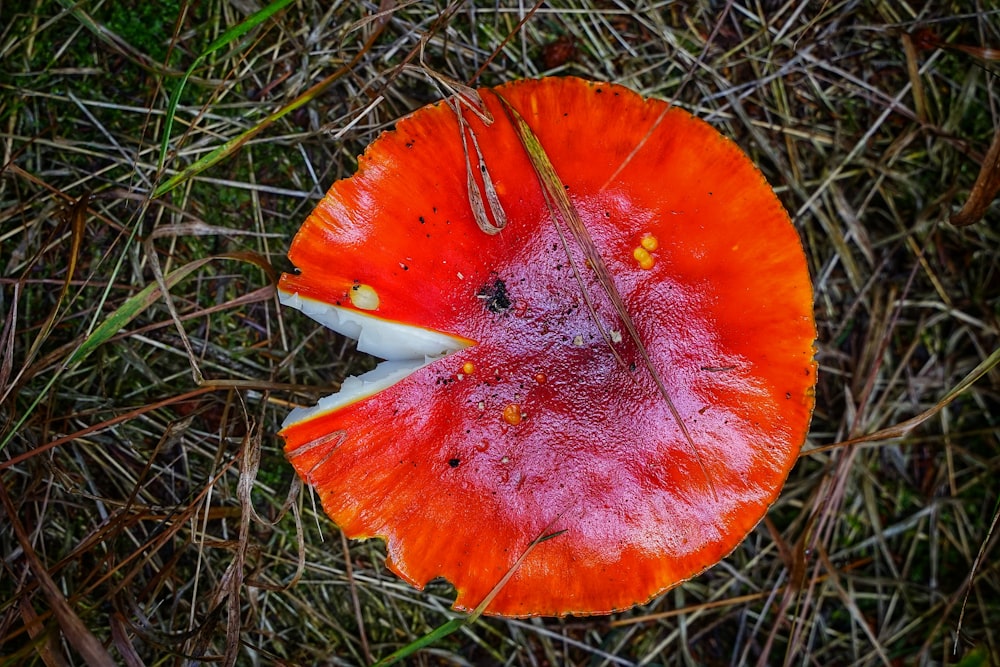 orange and white mushroom on green grass
