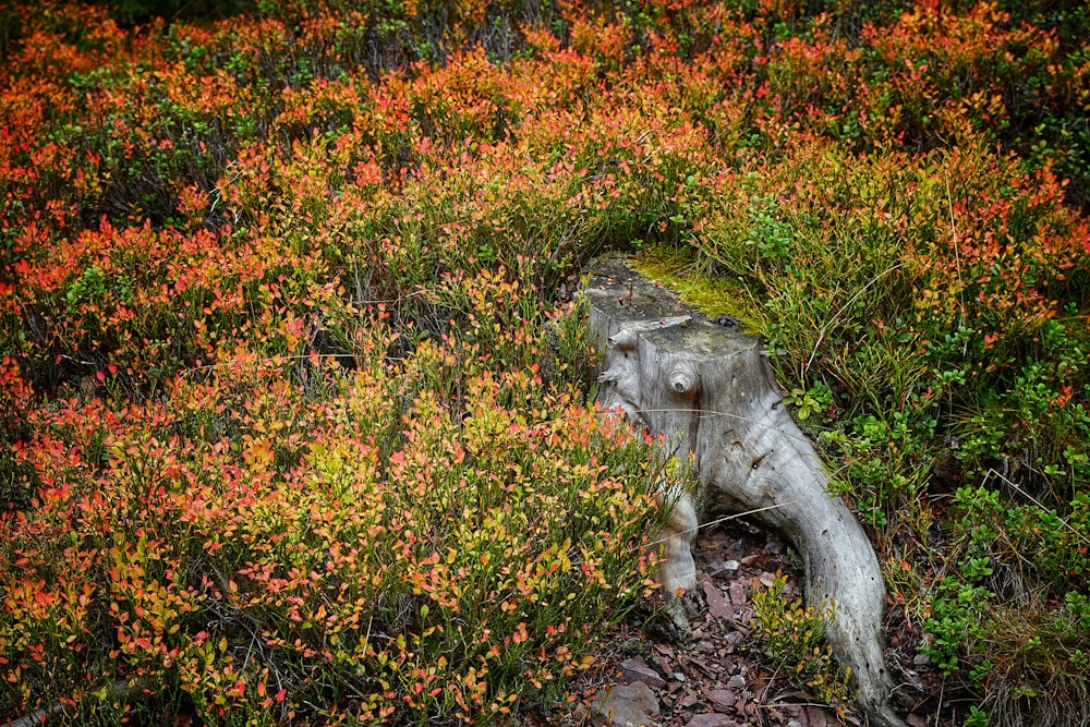 graue Elefantenstatue aus Beton, umgeben von grünen und braunen Pflanzen