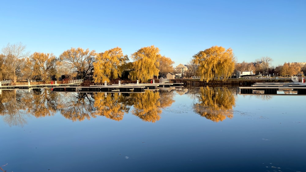 brown trees beside body of water during daytime