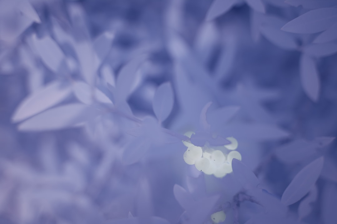 blue and white flower petals