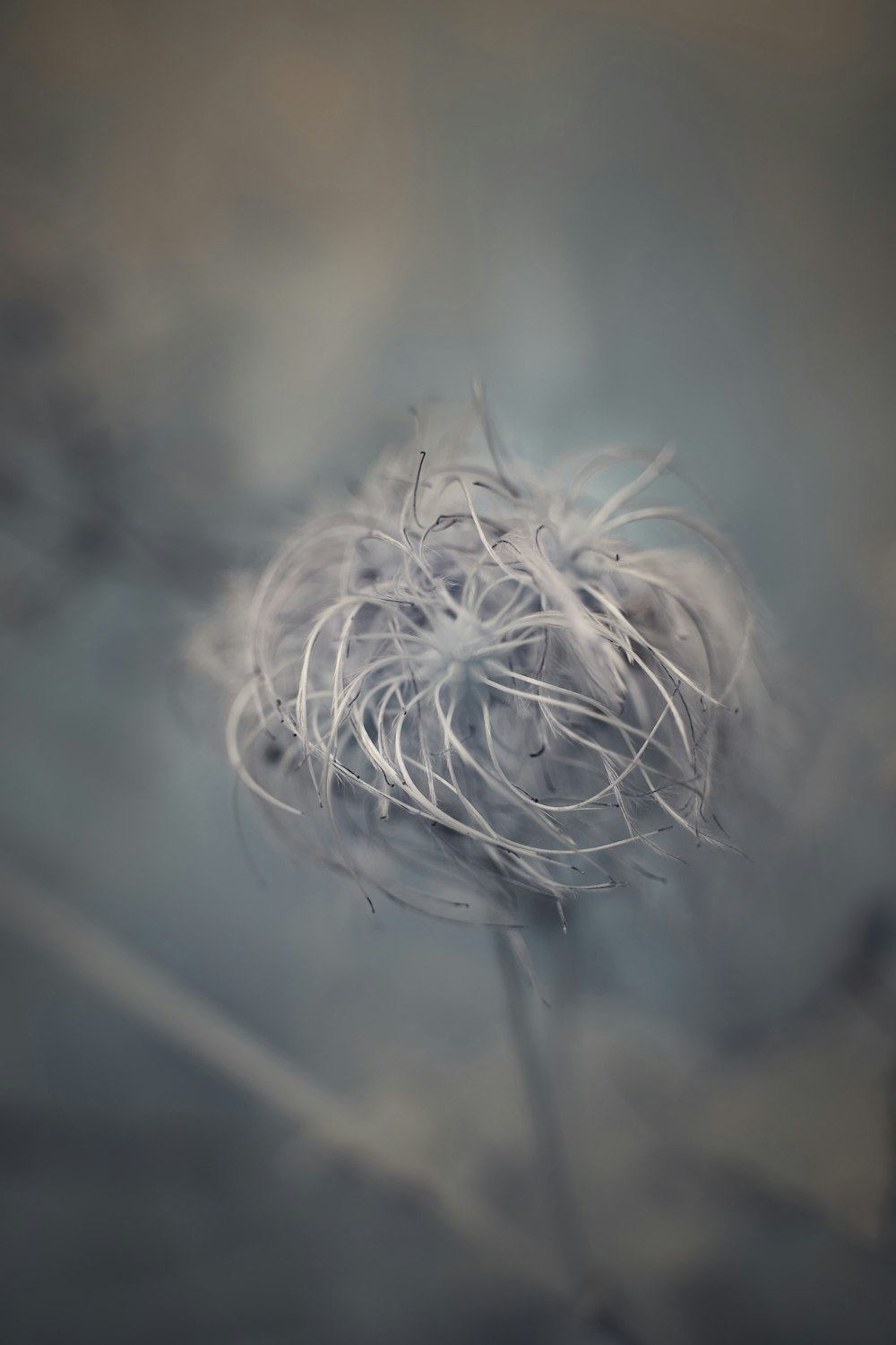 white dandelion in close up photography