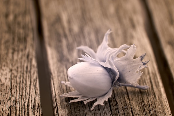 A close-up of a hazelnut with its husk, resting on a wooden surface with visible grain patterns. The focus is sharp on the nut, highlighting the texture of the husk's frayed edges against the blurred background.