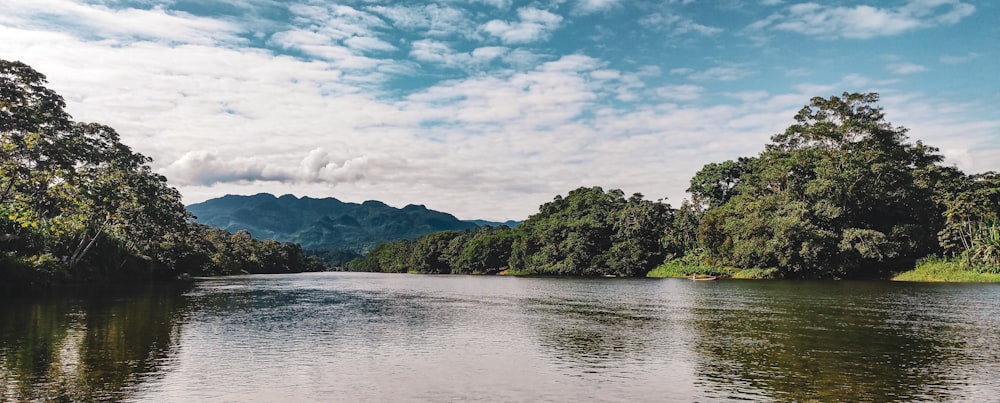 green trees beside body of water under cloudy sky during daytime