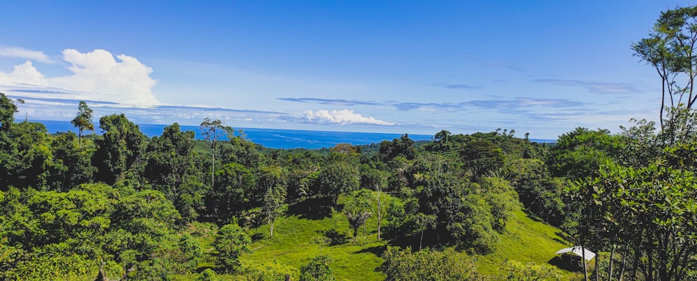 green trees on mountain under blue sky during daytime