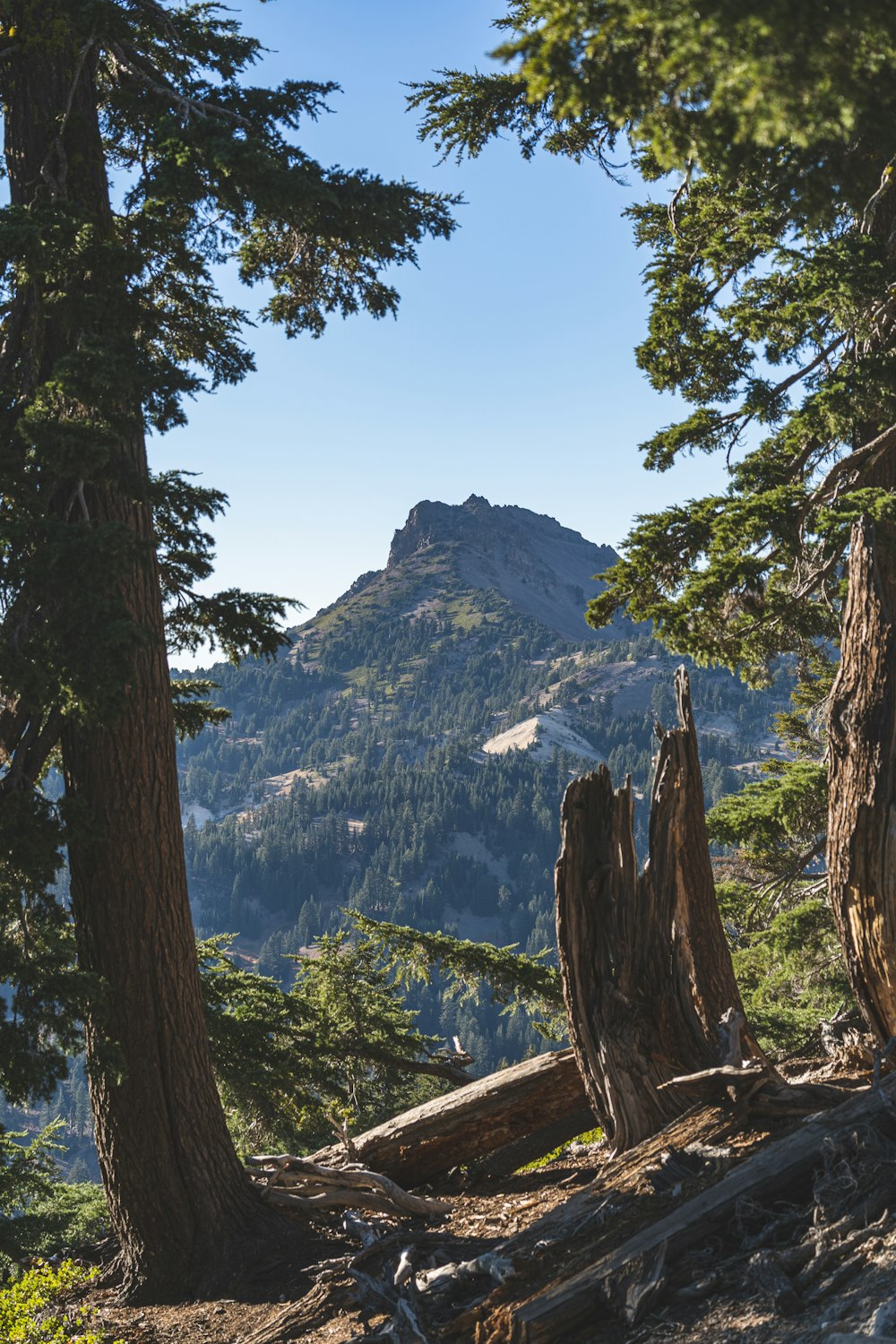 green trees on mountain during daytime