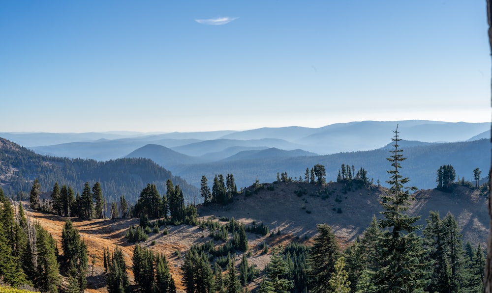 green pine trees on mountain during daytime