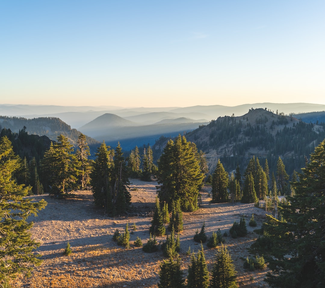 green pine trees on mountain under blue sky during daytime