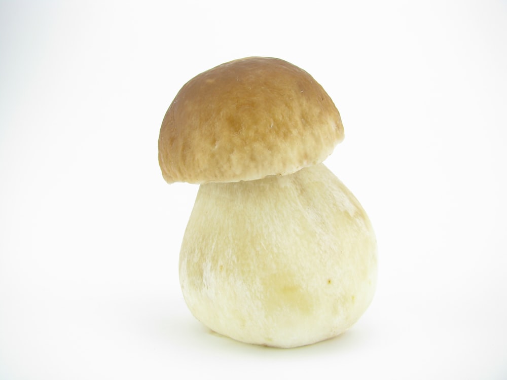 brown and white mushroom on white surface