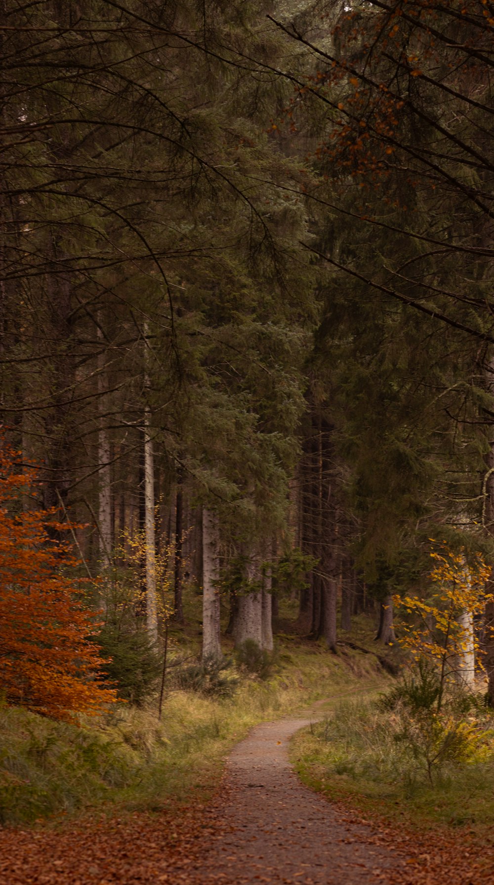 brown and green trees during daytime