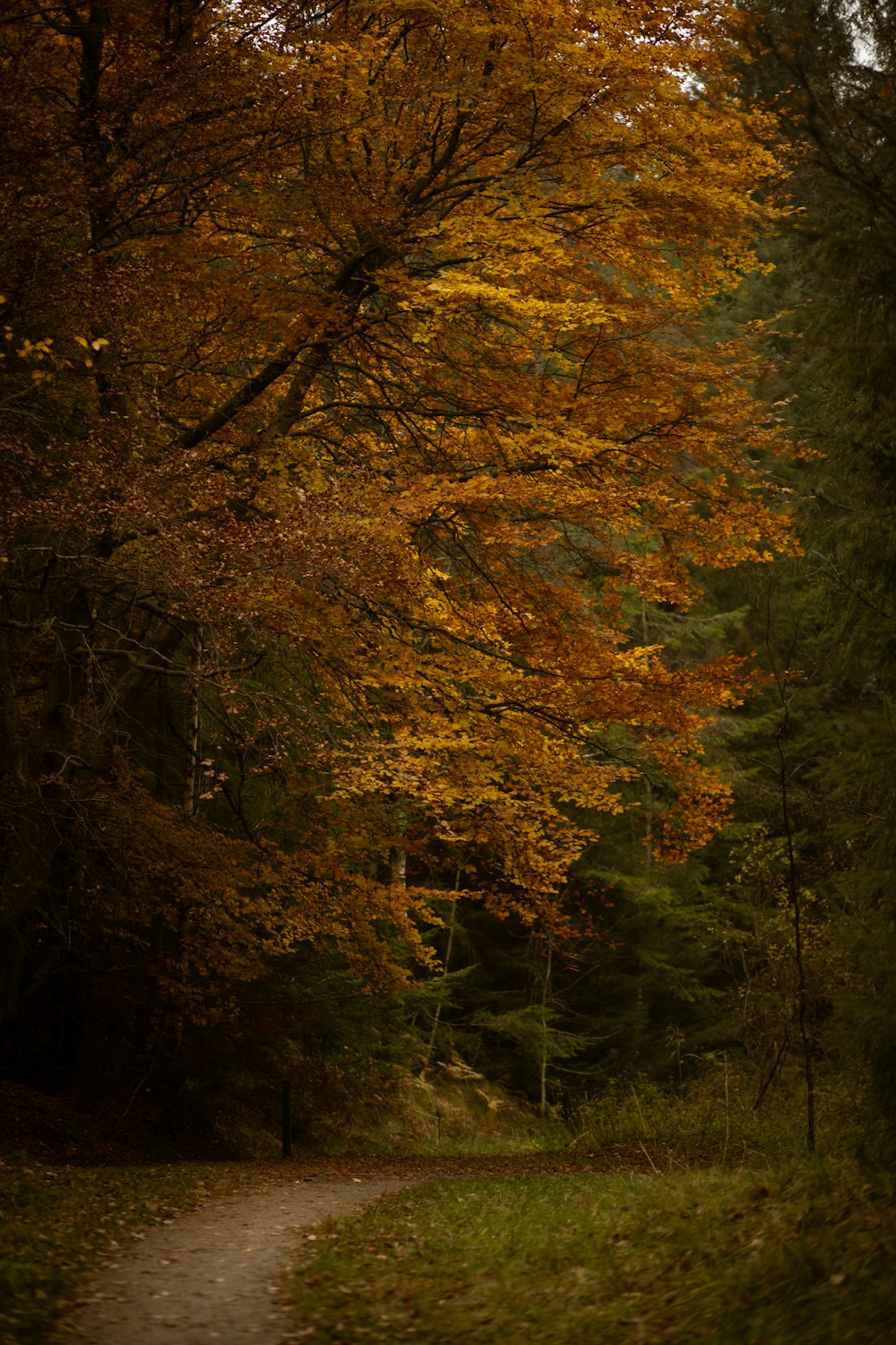 green and brown trees during daytime