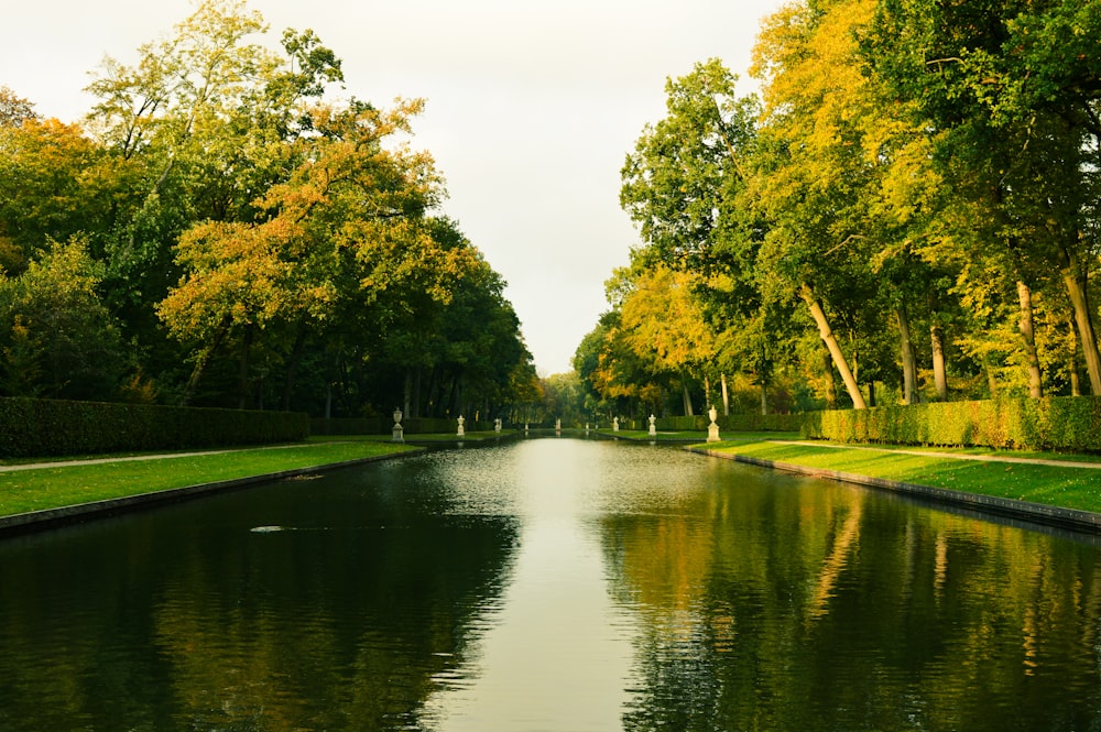 green trees beside river during daytime