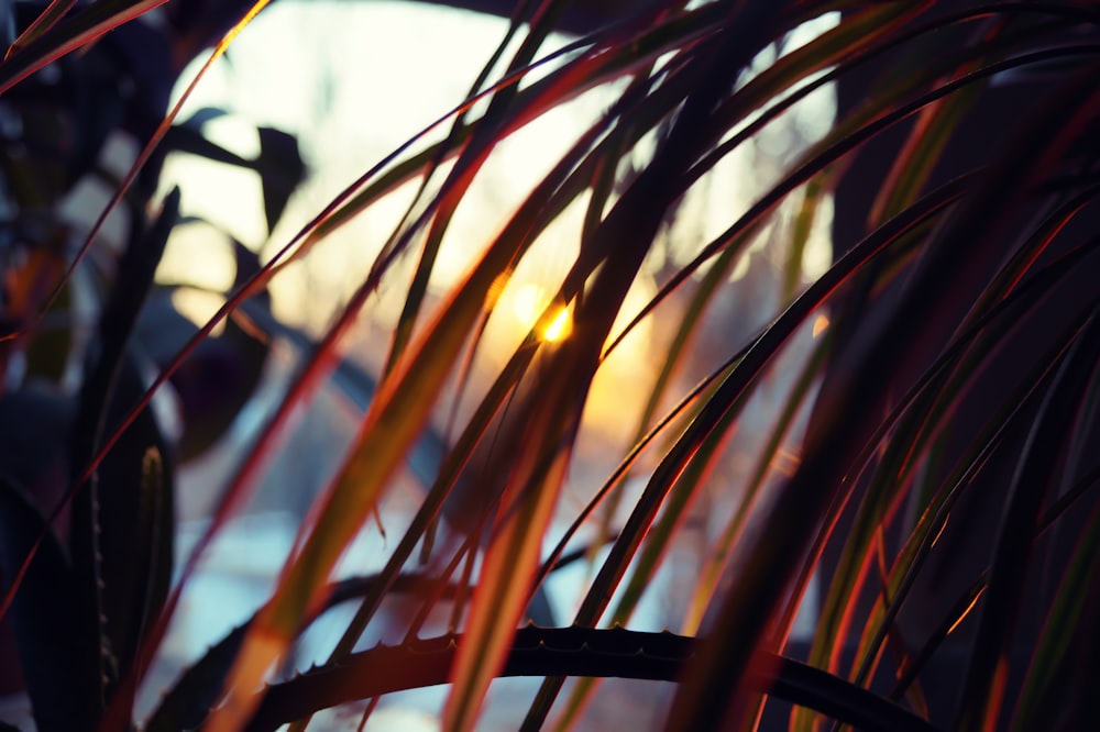 green and brown plant during daytime