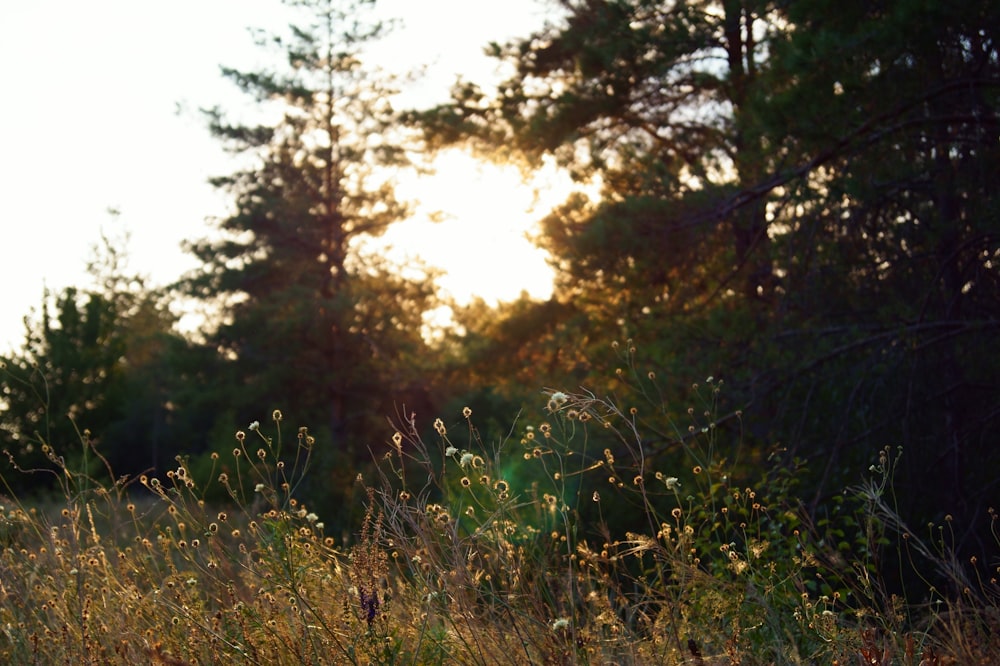 green grass field during daytime