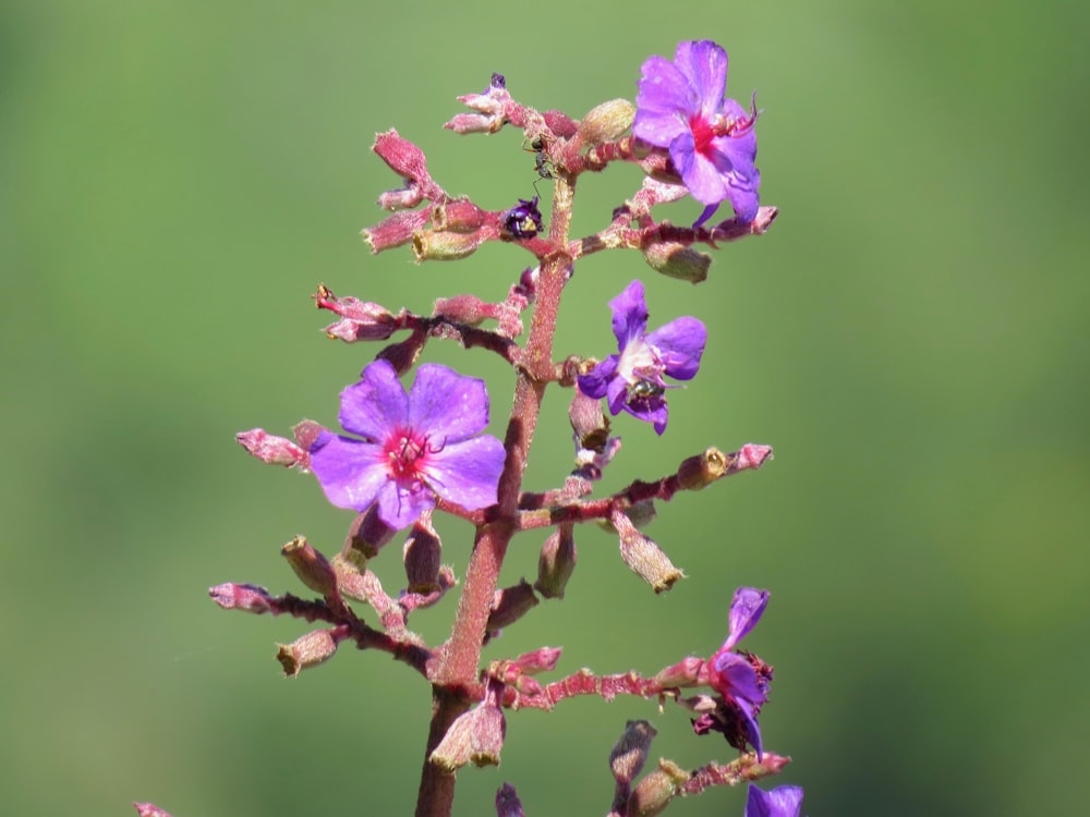 pink flowers on brown stem