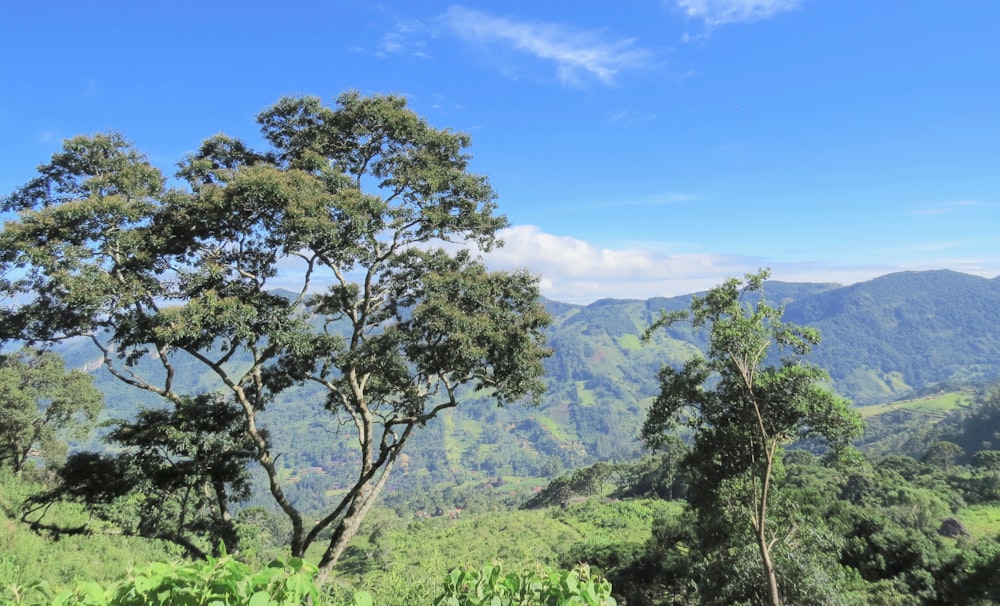 green trees on mountain under blue sky during daytime