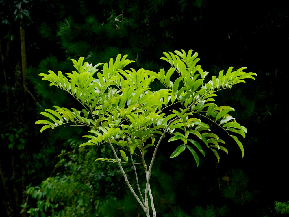 green fern plant during daytime