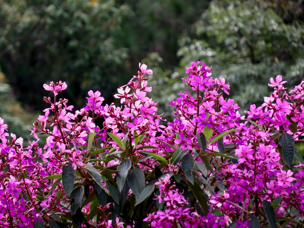 purple flowers in tilt shift lens