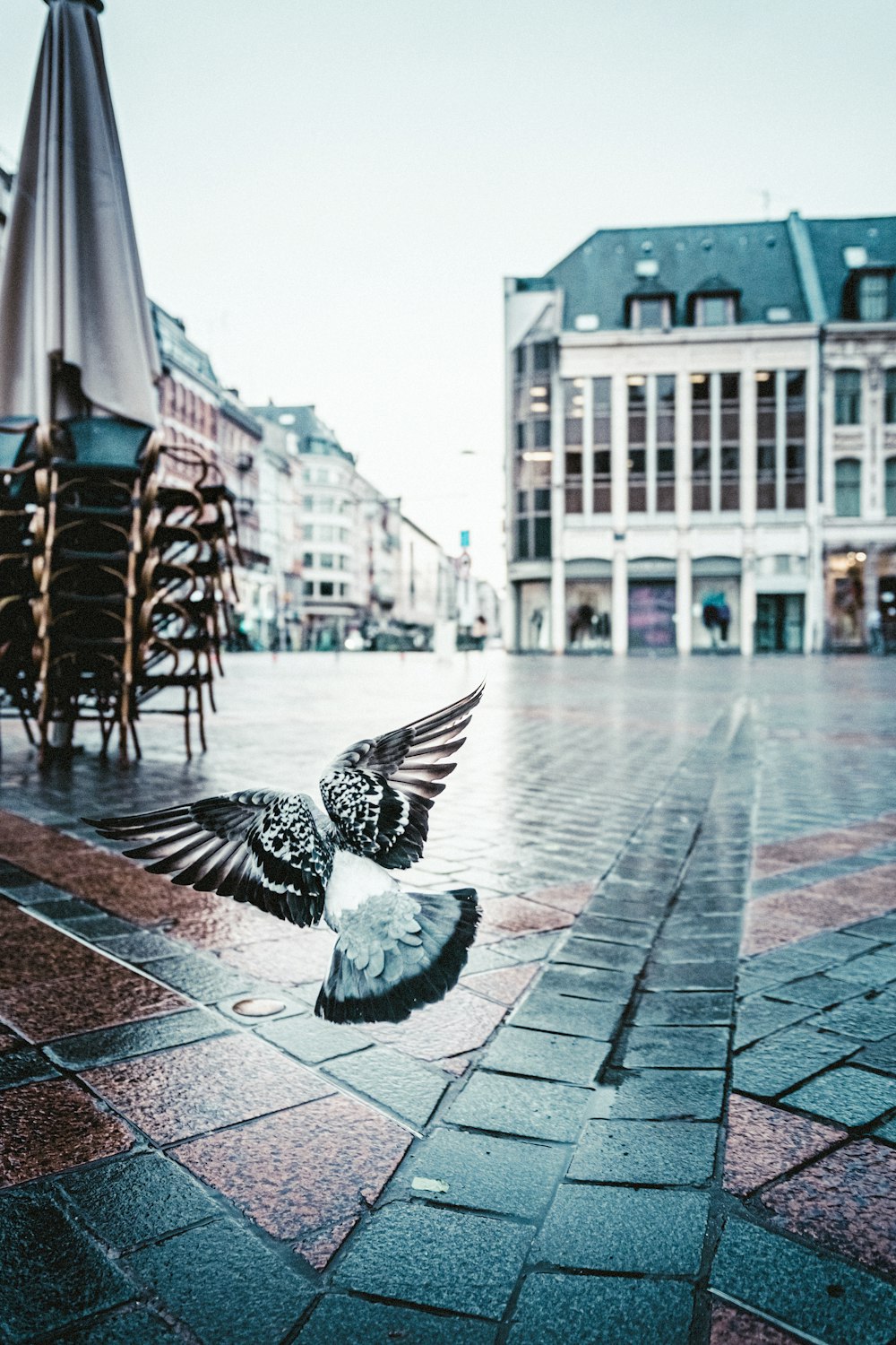 white and black bird on gray concrete floor during daytime