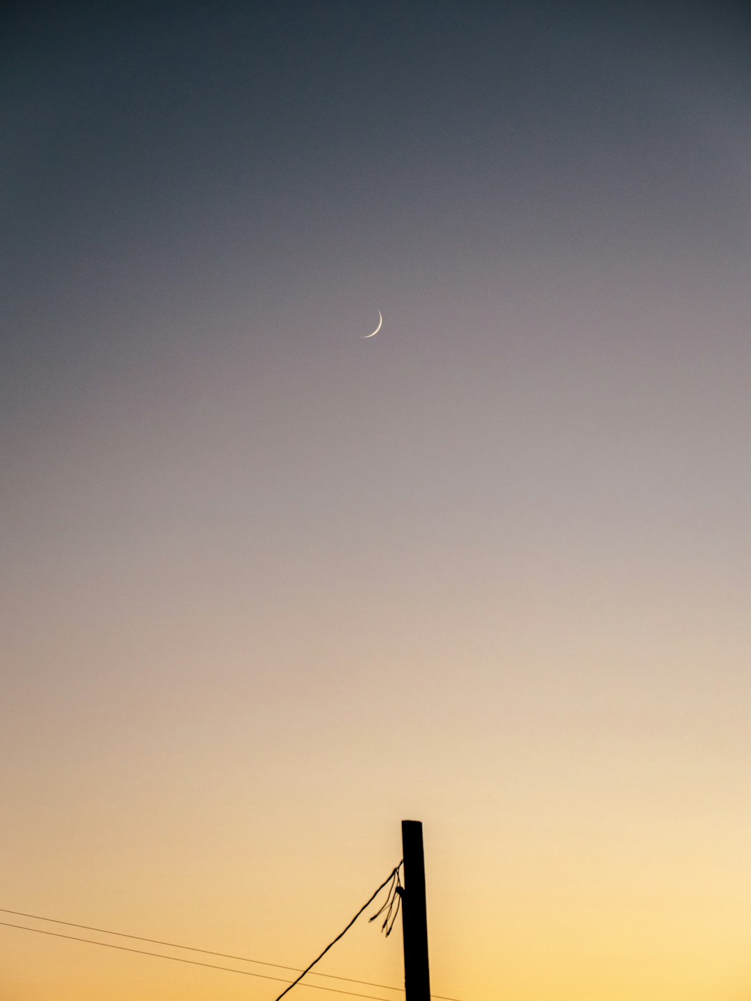 silhouette of bird flying during night time