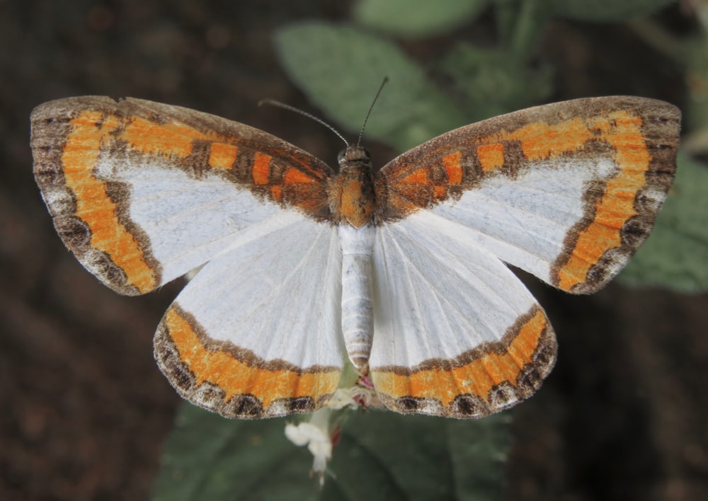 brown white and black butterfly on white flower