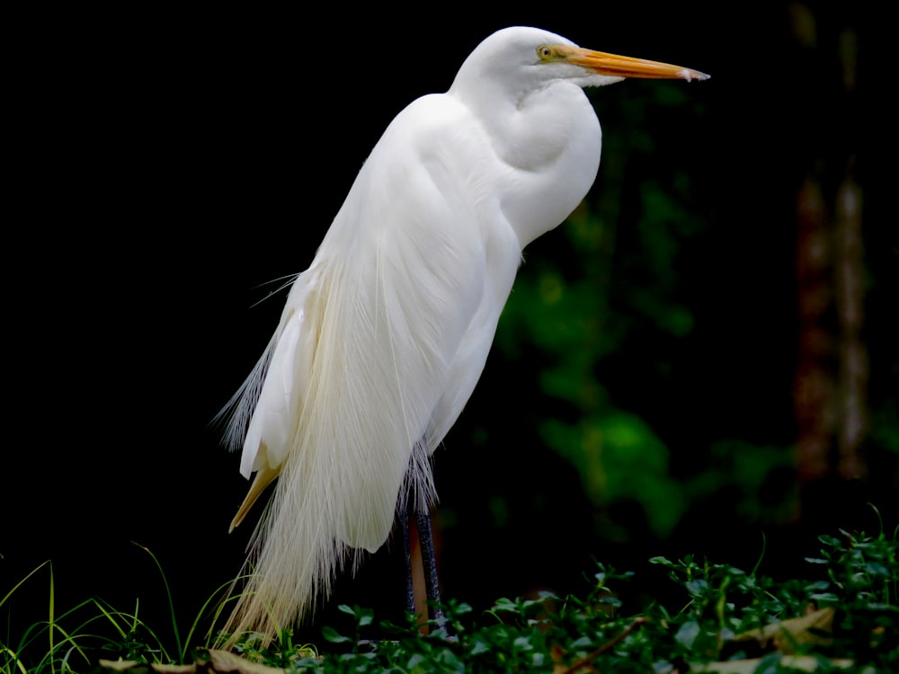 white bird on green grass during daytime