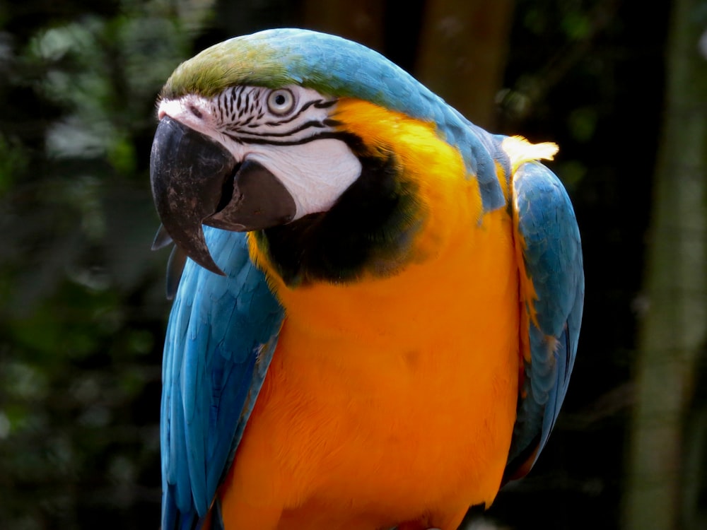 blue yellow and green macaw