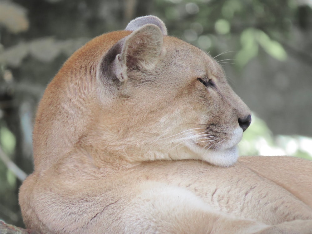 brown lioness lying on ground during daytime