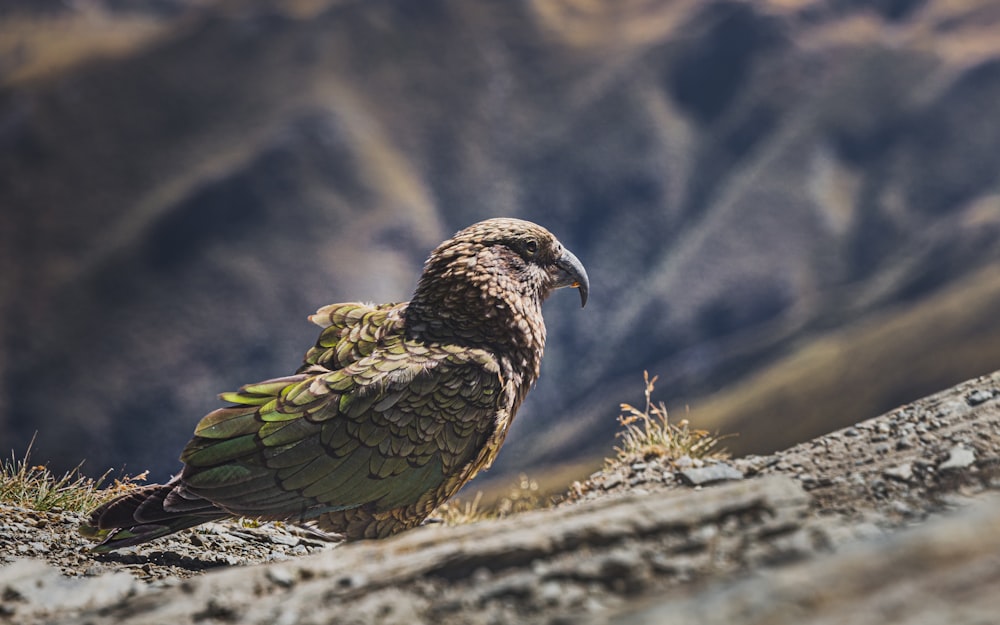 green and brown bird on brown grass