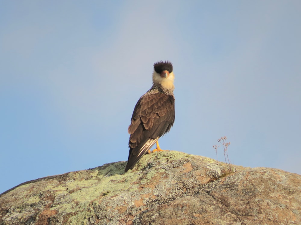 black and yellow bird on gray rock during daytime