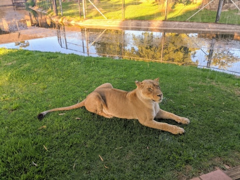 A carefully designed lion enclosure blending natural elements with safety features.