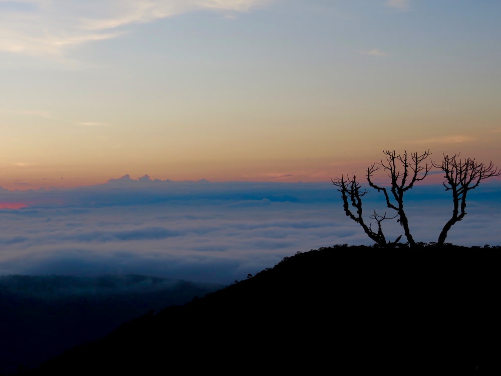 bare tree on top of mountain during daytime