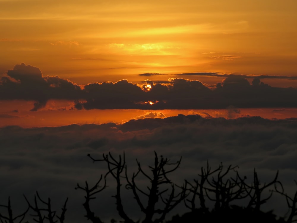 silhouette of trees during sunset