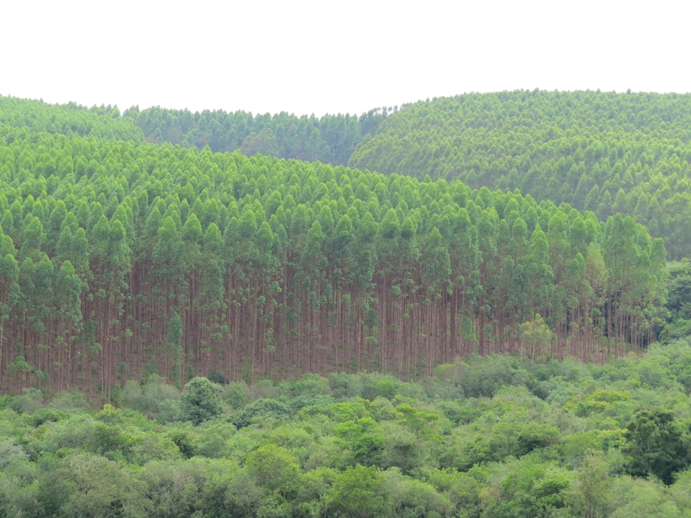 Árboles verdes en la colina durante el día