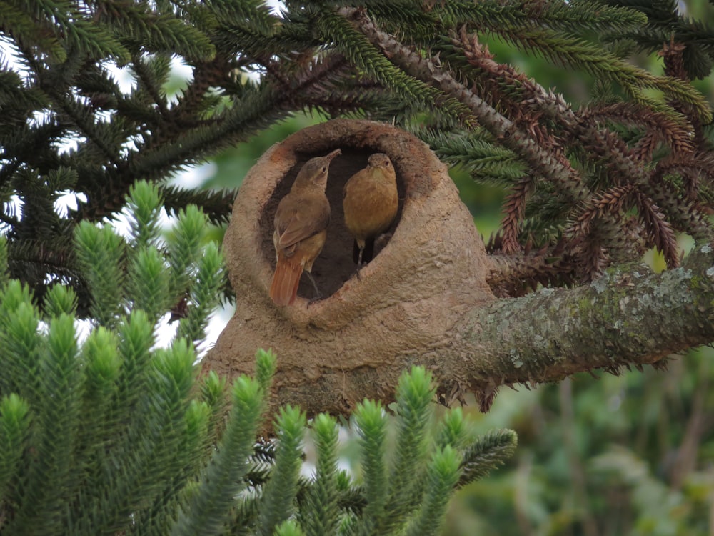 brown and green tree with brown bird