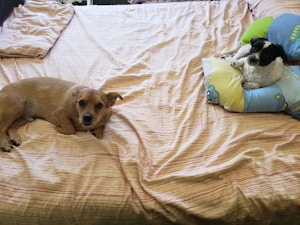 Two dogs are lying on a bed, with one dog resting on patterned pillows on the right side. The bedspread is striped, and there is a pillow with a fabric design featuring cars and abstract patterns.