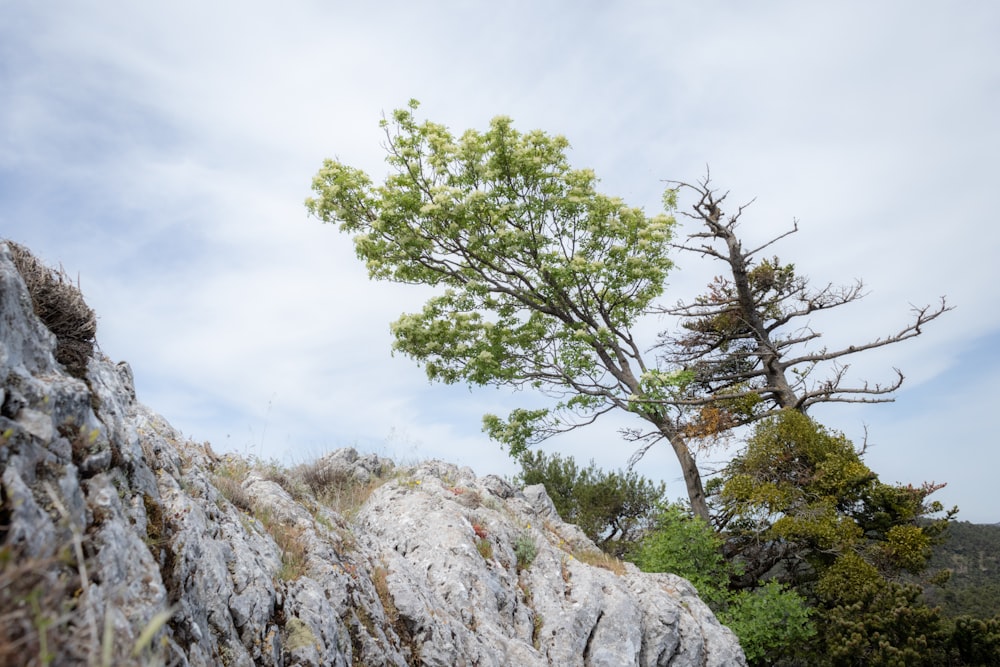 árvore verde na montanha rochosa sob o céu nublado branco durante o dia