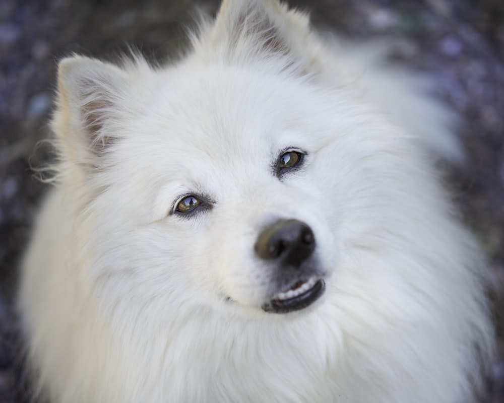 white long coat small dog