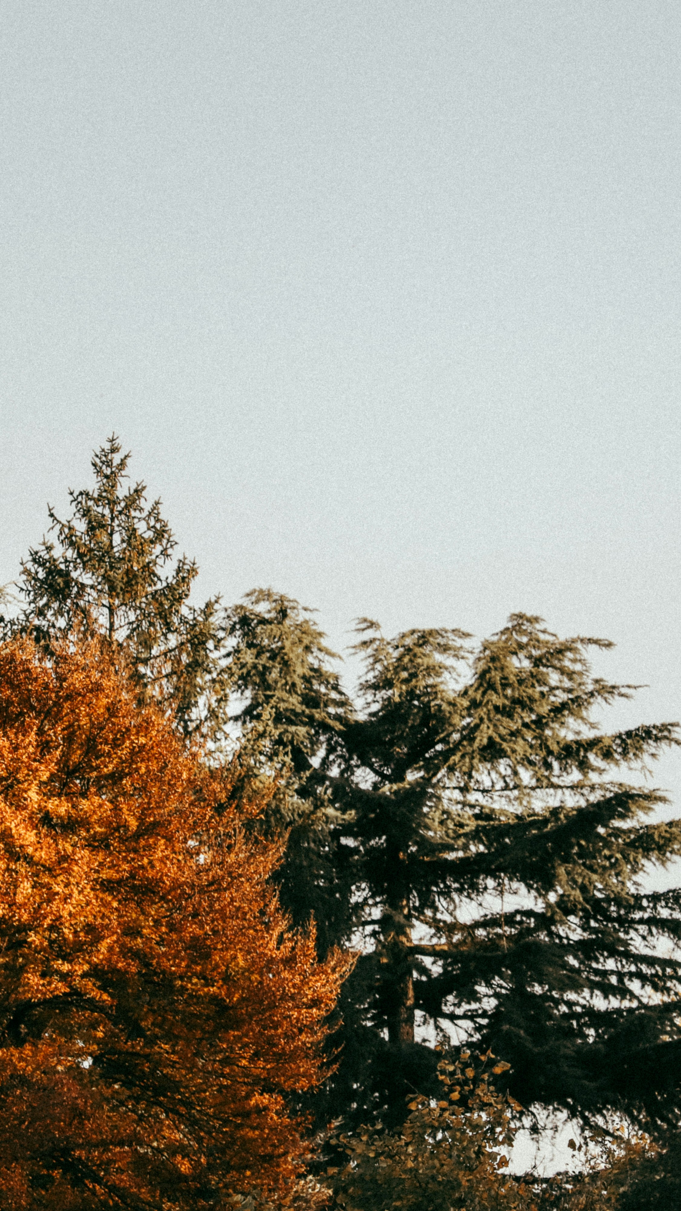 Photo by carolcavasin